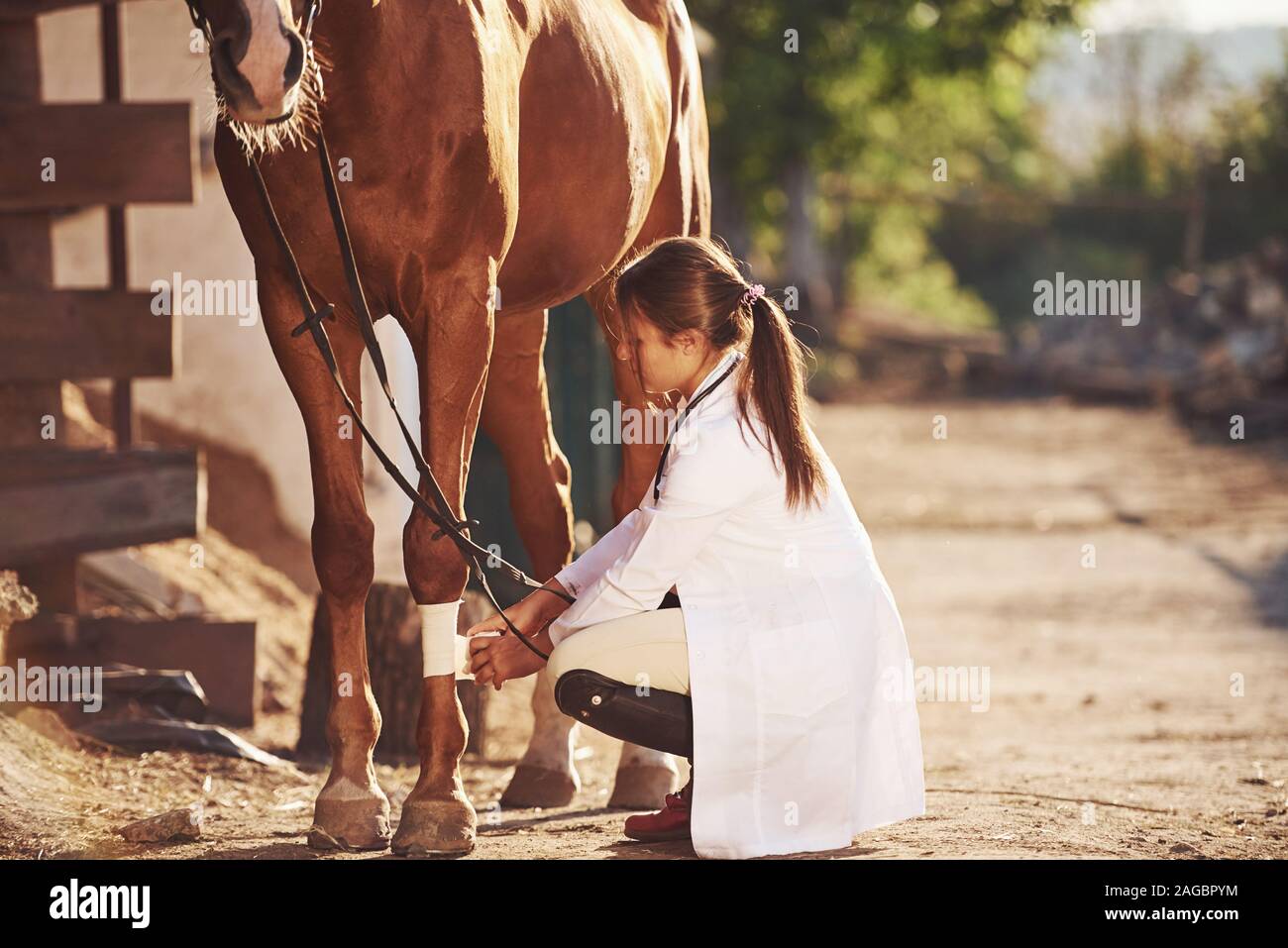 Utilizzando un bendaggio per guarire la gamba. Femmina esaminando vet horse all'aperto presso la fattoria di giorno Foto Stock