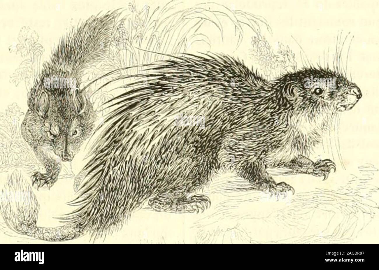 . Le Jardin des plantes : descrizione. dant remarqué quejamais il ne sen sert en saccrochant rami aux que lorscjuilsagit de descendre. Sa nourriture ordinaire consiste en frutti,feuilles, racines et boingeons; on dit (juil rogna sarcoptica aussi les boistendres. La ménagerie en a conservé onu vivant ciondolo j)lusieursannées, et de ses habitudes su un pu conclure que cet animal ales moeurs nocturnes. La Lumière lincommoder paraissait beau- dès animaux du genere précédent que par les parti anlérieuresde la télé, qui sont très-déprimées au lieu dêtre élevées. Quantà tous les autres caractères, Ils sont ab Foto Stock
