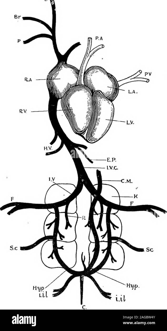 . Contorni di zoologia. Fig. 370.-il cuore e il sistema arterioso del piccione. .Ss.^j, padiglione auricolare destro ; /f.T.,il ventricolo destro ; Z.r., ventricolo sinistro; Z.^., padiglione auricolare sinistro ;F.V., vene polmonari; P., arteria pettorali; Br., arteria brachiale; C, carotidartery ; D.A., aorta dorsale ; cl., coiliac ; AM., mesenterici anteriore ; ;?., renals ;/., femorale; Sc, sciatici ; IL. iliaca ; p.m., mesenterica posteriore ; C, caudale. Sistema vascolare,J (569. L.lL Fig. 371.-il cuore e il sistema venoso del piccione. ^./3.,destra oreillette ; /?.K., il ventricolo destro ; Z.K.,Ieftventricle;Z./4,,padiglione auricolare sinistro; P. V" vene polmonari ; P.A., polmonare Foto Stock