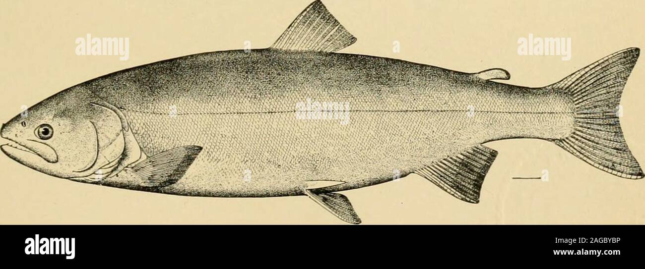 . Relazione della signora Commissario - Stati Uniti Commissione di Pesci e pesca. BLUEBACK o rosso Salmone (OHCorhynchus nerka).. Salmone Argento {Oncorhynchus kisutch). Foto Stock