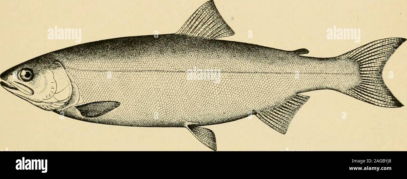 . Relazione della signora Commissario - Stati Uniti Commissione di Pesci e pesca. La Chinook, RE O QUINNAT Salmoni (Oncorhynchus choiUcha).. BLUEBACK o rosso Salmone (OHCorhynchus nerka). Foto Stock