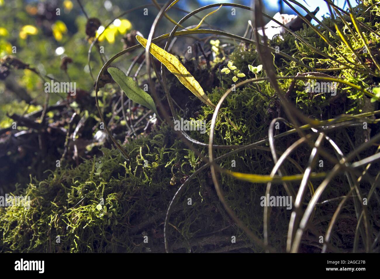 Macro closeup della crescita di muschio e piante epiphytic su un ramo di albero (San Lorenzo, Salta, Argentina) Foto Stock