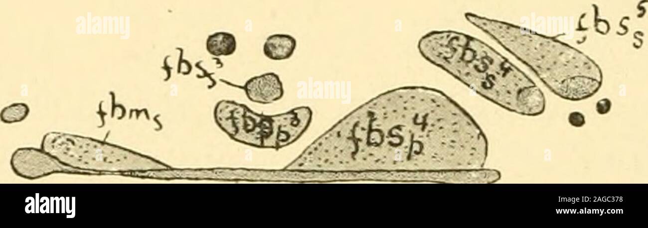 . Il giornale americano di anatomia. base della quarta cifra. Tutti e quattro i muscoli vengonoalimentati tramite una rami dal ramo profondo del plantare laterale del nervo. 426 Il PhvlooenY della muscolatura Phiiitar nel topo lo strato è rappresentato da tre soli muscoli, che alla cifra thefourth essendo che vogliono. Essi derivano dal forte sheathwhich fibroso investe il peroneus longus e inserire nel lato fibular di thebases della falange prossimale della prima e seconda cifra e posizionedi lato tibiale del corrispondente falange del minimus. In catthe riduzione nel numero - viene eseguito un passo Foto Stock