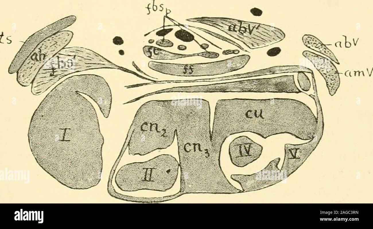 . Il giornale americano di anatomia. già beenpointed, McMurrich, 04, sia la aponeurosis e i tendini dei flessori thelong rappresentano porzioni di un originale aponeurosis plantare. J. fair play McMurrich 421 ben sviluppato lo slittamento del flessore brevis superficialis che passedto l'alluce in lacertilia è rappresentato nel opossum da due muscoli closelyassociated. Uno di questi, che può essere denominato la abductorliallucis (Fig. 5, ah), nasce dalla superficie dorsale della zona tarsica sperone,oltre la base del primo metatarso, e viene inserito nel primo phalanxin vicino a t Foto Stock