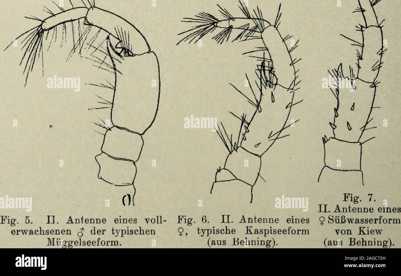 . Sitzungsberichte der Gesellschaft Naturforschender Freunde zu Berlin. Fig. 4 u. 4 a. II. Antenne eines vollerwachsenen $ der typischen Kaspiseeform.. Beiträge zur Frage der Süßwasser forma von Corophium curvispinum. 65 nämlich die Länge des proximalen Geißeigliedes der zweiten un-tenne mit 1, così verhält sich muore Geißelglied zum 4.und 5. Stamm-glied bei den jüngeren Männchen der kaspischen forma wie 1 zu 1,1zu 1,3, bei älteren, großen und vollausgebildeten Stücken sogar wie1 zu 1,3 zu 1,3. Bei den typischen Süßwasserformen finden wir dagegen schonbei jüngeren Männchen das Verhältnis 1 zu 1,2 Foto Stock