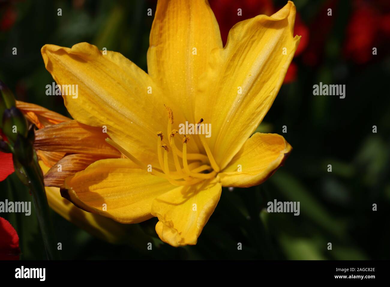 Un daylily è una pianta flowering in genere Hemerocallis. Daylilies sono piante perenni, il cui nome allude ai fiori che tipicamente hanno una durata di 1 giorno. Foto Stock