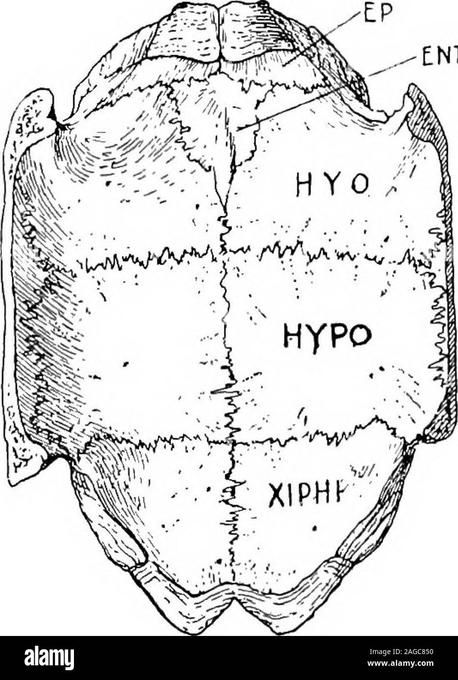 . Contorni di zoologia. ntral coracoid e una scapola dorsale attaccati al carapace. Thescapula porta un processo anteriore di grandi dimensioni, generalmente considerato come un. precoracoid procoracoid o. La cintura pelvica consiste della pinna dorsale ilia attaccato al carapace,ischia posteriore e anteriore, pubes con pre-pubica e processi anepi-cartilagine pubica. C'è un pubblico e un ischiac sinfisi. Le guaine originariamente si trovano davanti o dietro il-nervature, ma sono più arcuato da carapace nel corso del suo sviluppo. 6i6 REPTILIA. Alcune peculiarità negli organi di Chelonia In Chelonians e in al Foto Stock