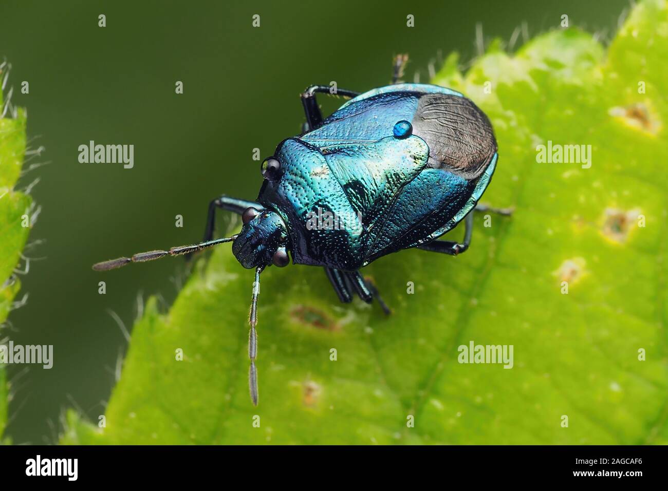 Blu (Shieldbug Zicrona caerulea) in appoggio sul Rovo foglie. Tipperary, Irlanda Foto Stock