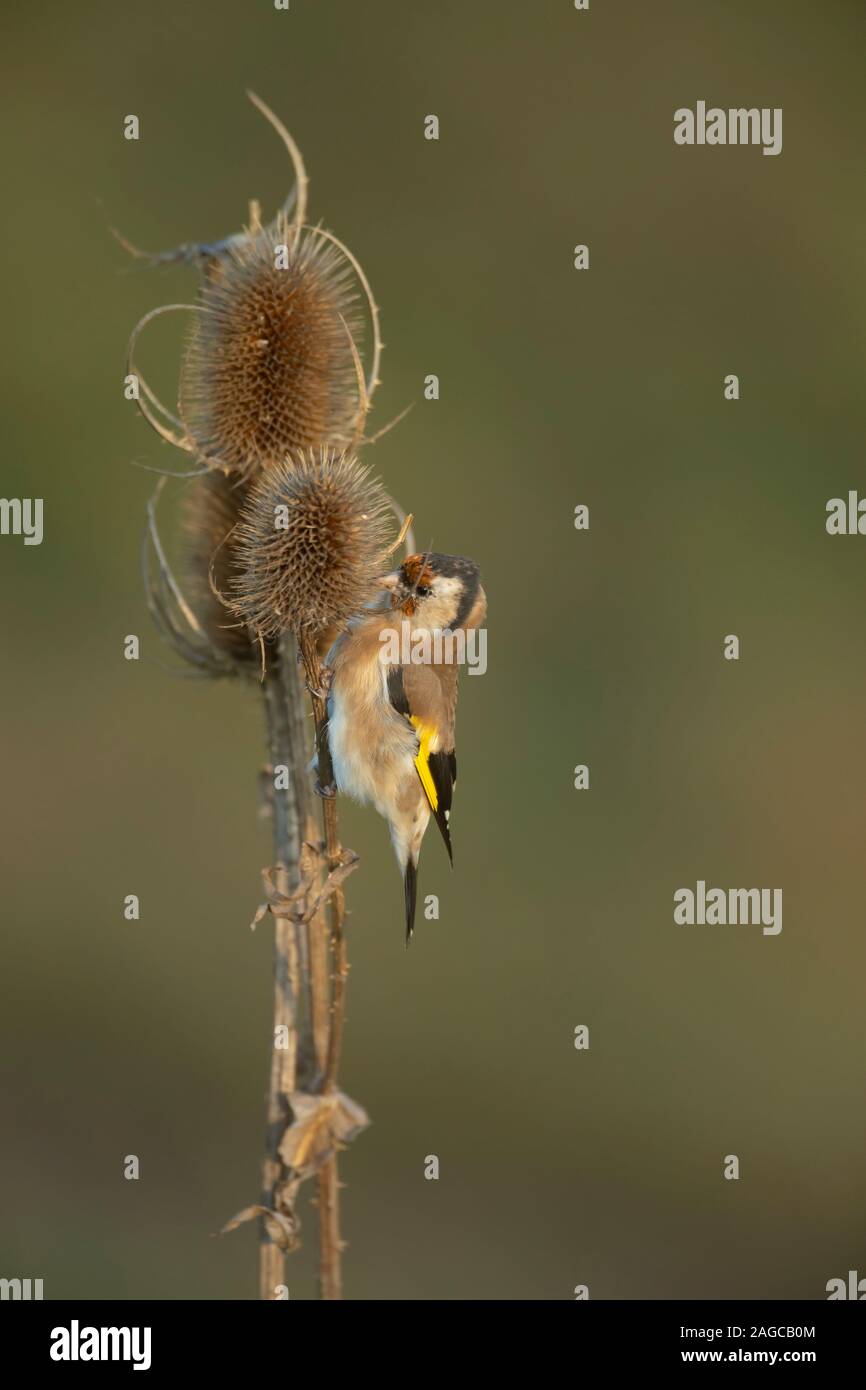 Cardellino Carduelis carduelis uccello adulto alimentazione su un seme teasel testa, RSPB Frampton marsh riserva naturale, Lincolnshire, Regno Unito, ottobre Foto Stock