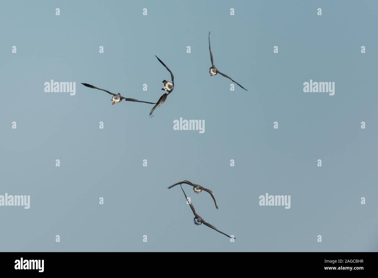 Cinque oche in volo con uno battenti retro Foto Stock