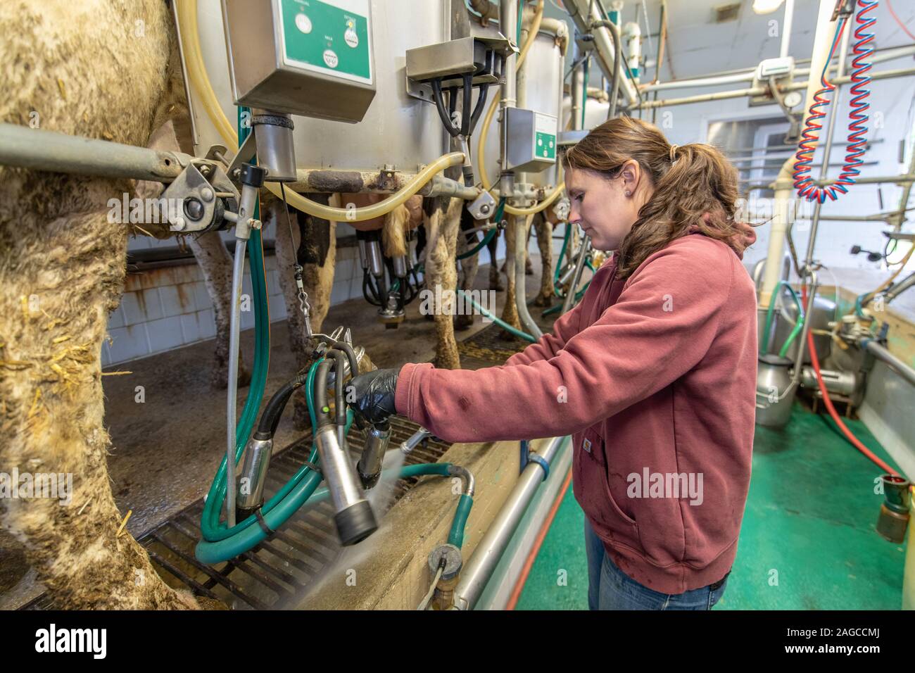 Macchina di latte vengono puliti accuratamente dopo l'utilizzo di Middletown, Maryland, Stati Uniti d'America Foto Stock