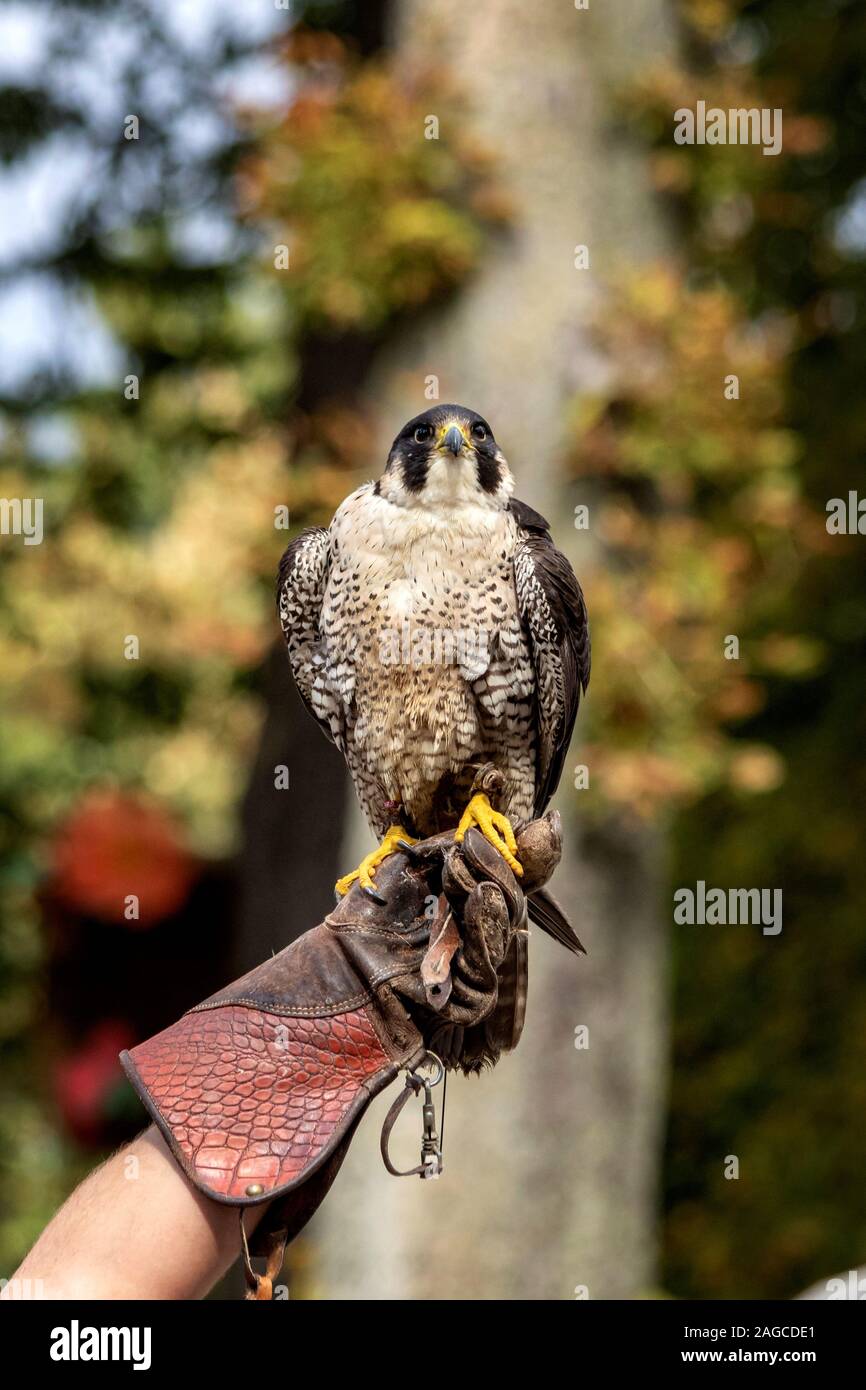 Un ritratto di un falco pellegrino seduto su un guanto falconieri durante un uccello spettacolo di falconeria. Foto Stock