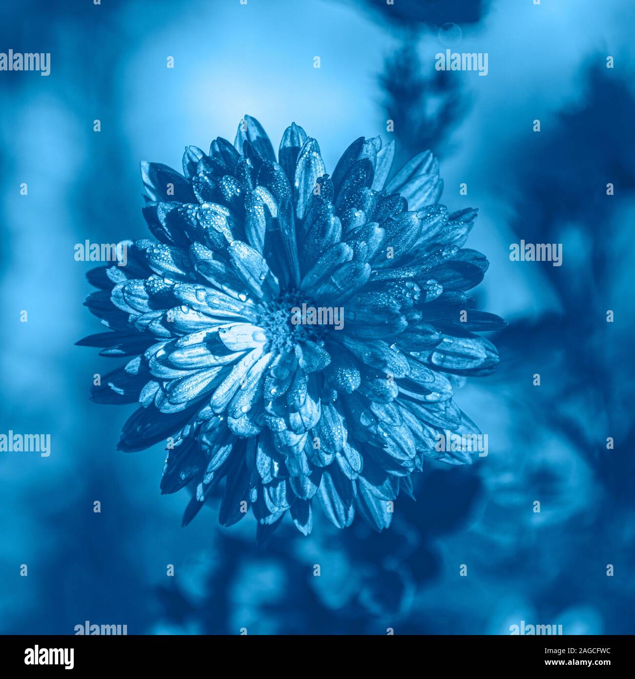 Colore del anno 2020, classic blu. Crisantemo selvaggio fiore nel prato in raggi del sole sulla natura macro con copia spazio, soft focus, bella boke Foto Stock