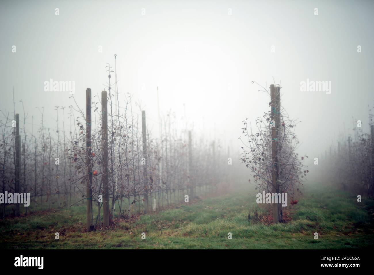 Scaduto colture invernali e la nebbia Foto Stock