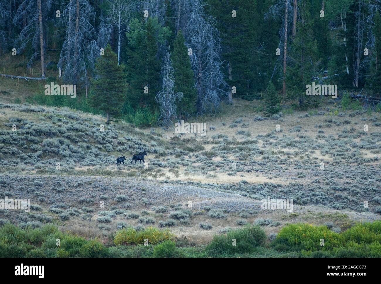 Alci vicino al CDT trail e il Green River laghi, fiumi di vento, Wyoming. Foto Stock