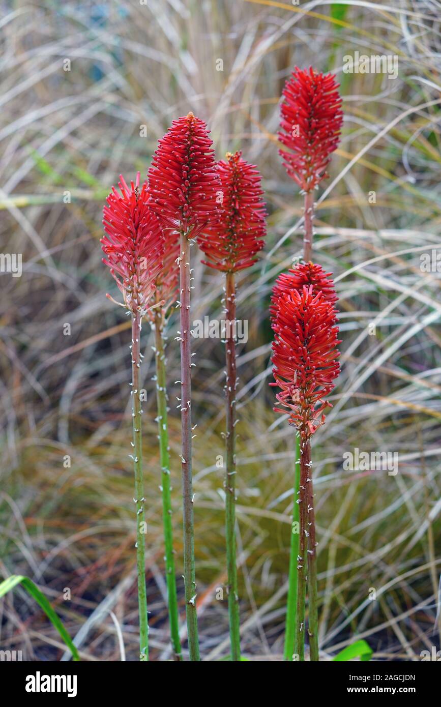 Arancio e giallo Red Hot Poker fiori (Kniphofia) Foto Stock