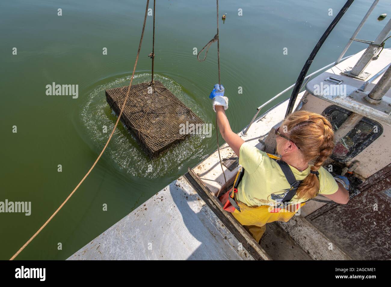 Trasferimento delle ostriche tra l'acqua e la barca , Maryland, USA Foto Stock
