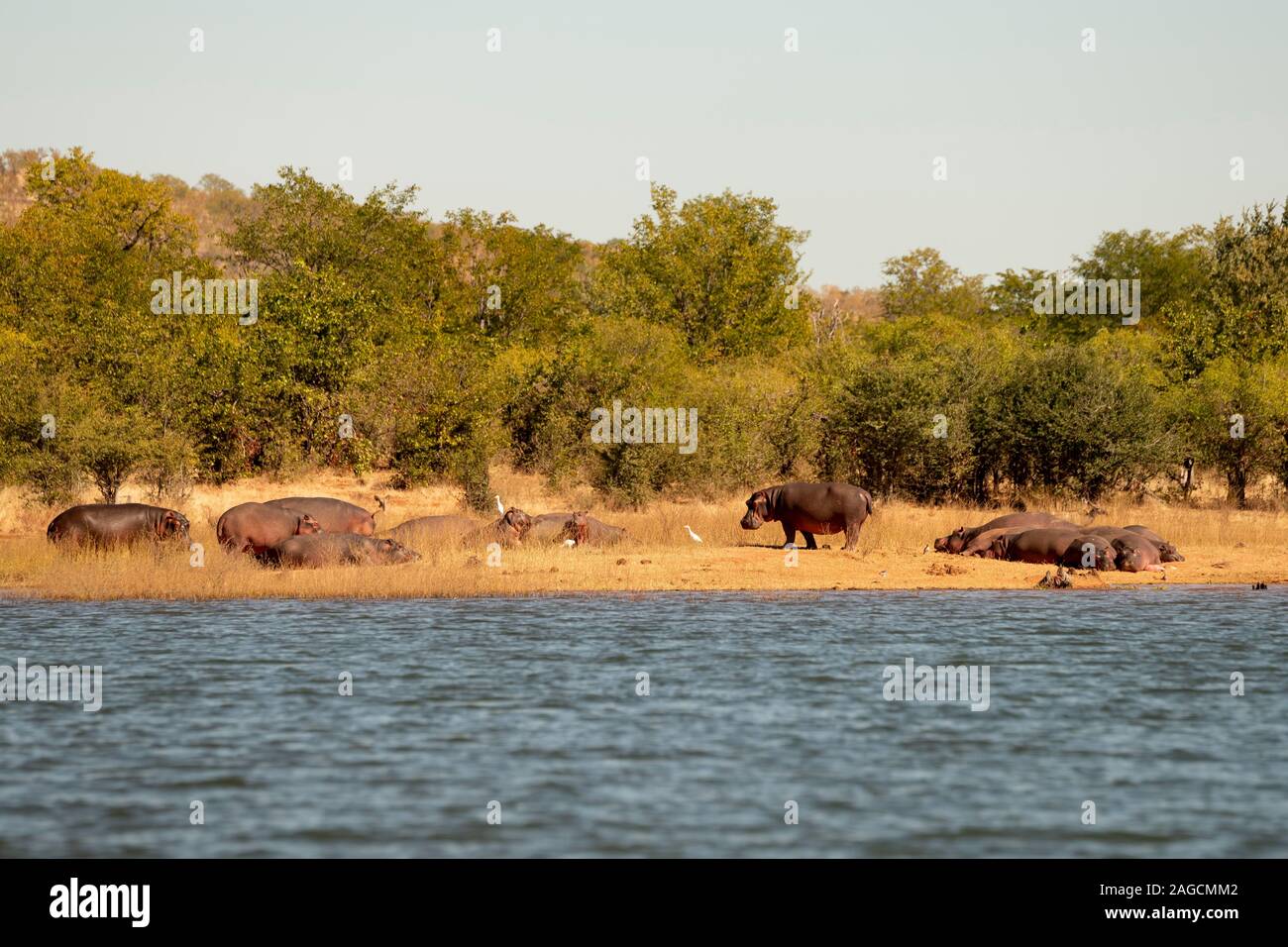 Ippopotami (Hippopotamus amphibius) sulla riva del lago Kariba, Zimbabwe Foto Stock