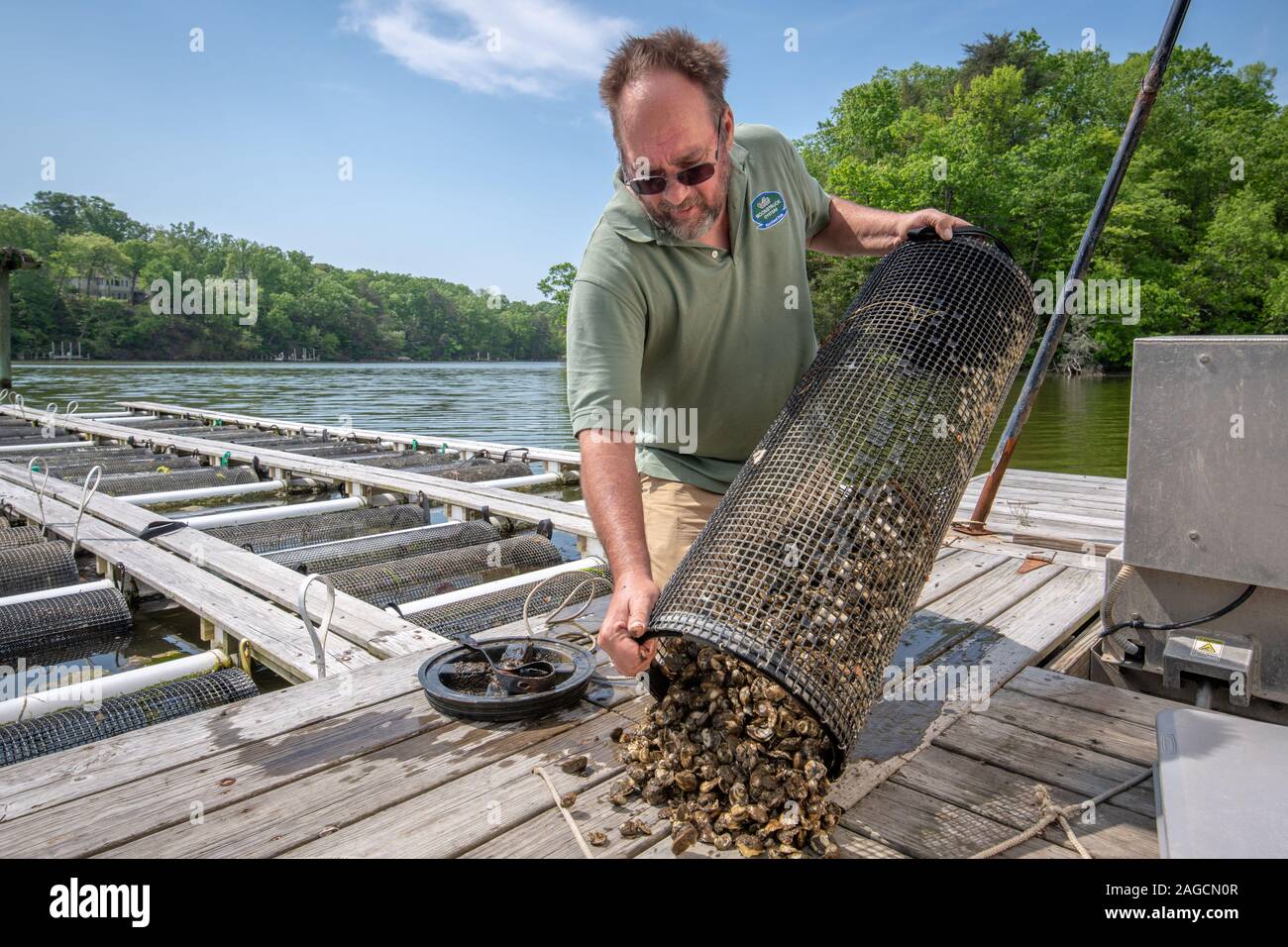 Waterman controlla le giovani ostriche che crescono nella fattoria, Hollywood, Maryland, USA Foto Stock