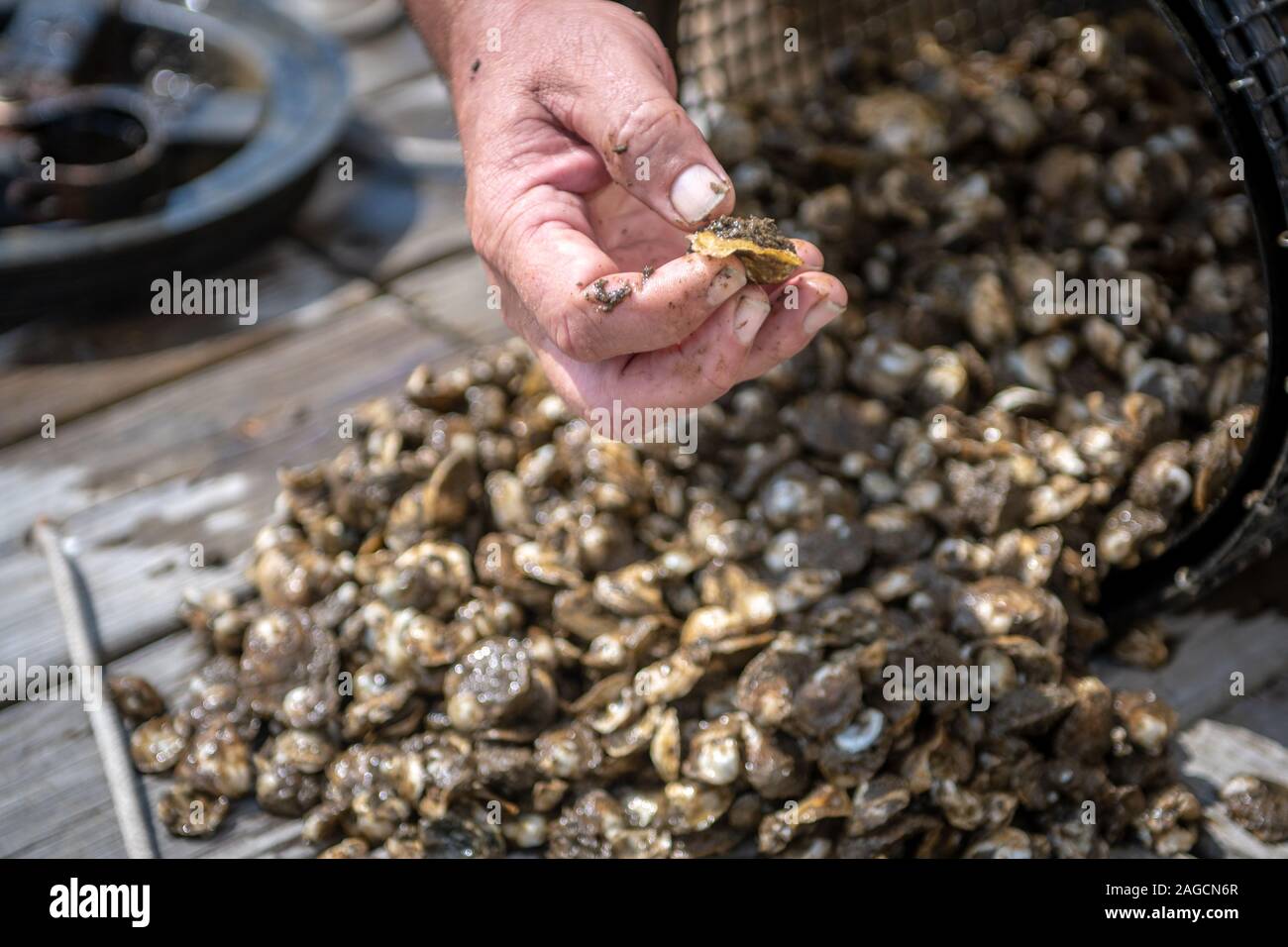 Waterman ispezionando alcune ostriche coltivate in fattoria, Maryland, USA Foto Stock