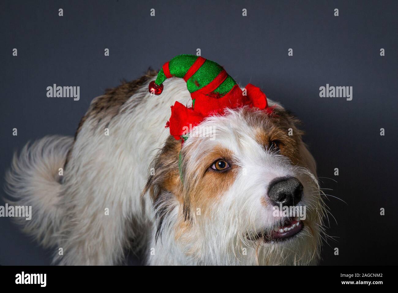 Scruffy cane con grandi occhi marroni in elf natale party hat Foto Stock