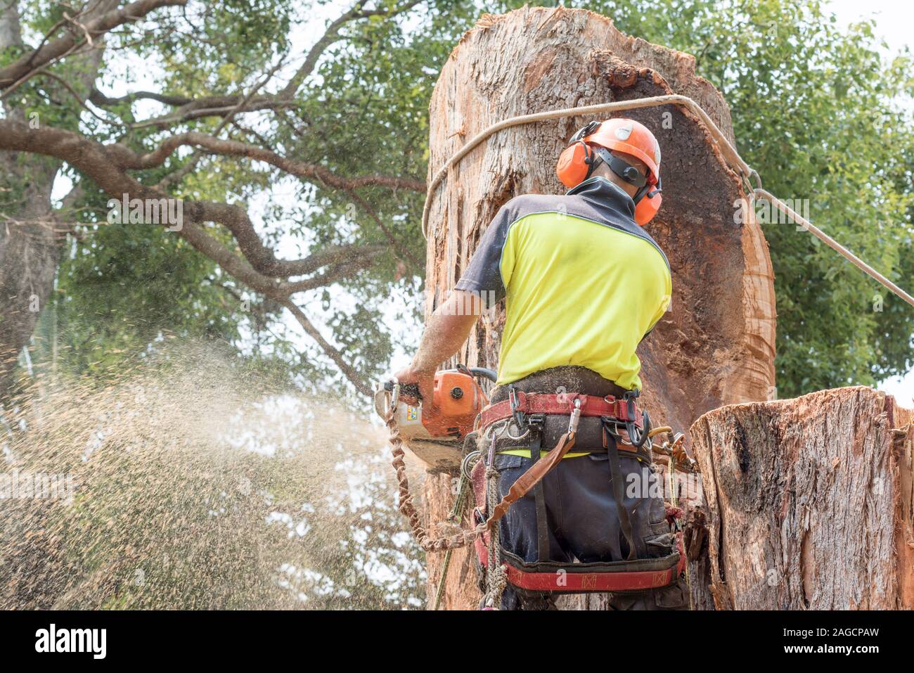 Un arborista albero lopper con attrezzatura intorno alla sua vita, indossando ad alta vis PPE, chainsawing un grande Blackbutt Eucalyptus albero a Sydney Australia Foto Stock