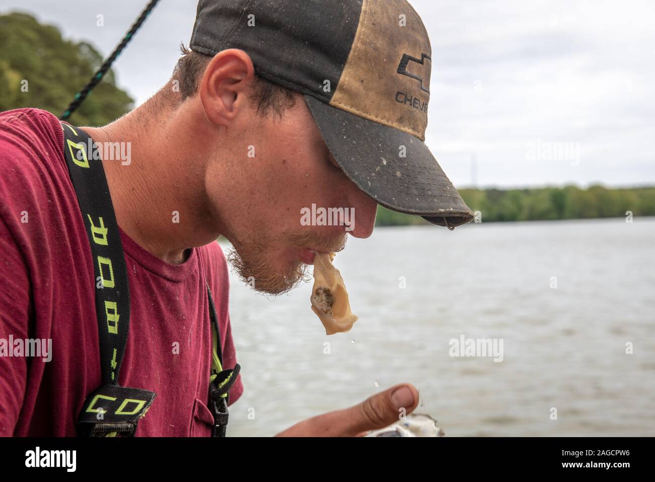 Una waterman mangiando un raw oyster , Dameron, Maryland, Stati Uniti d'America Foto Stock