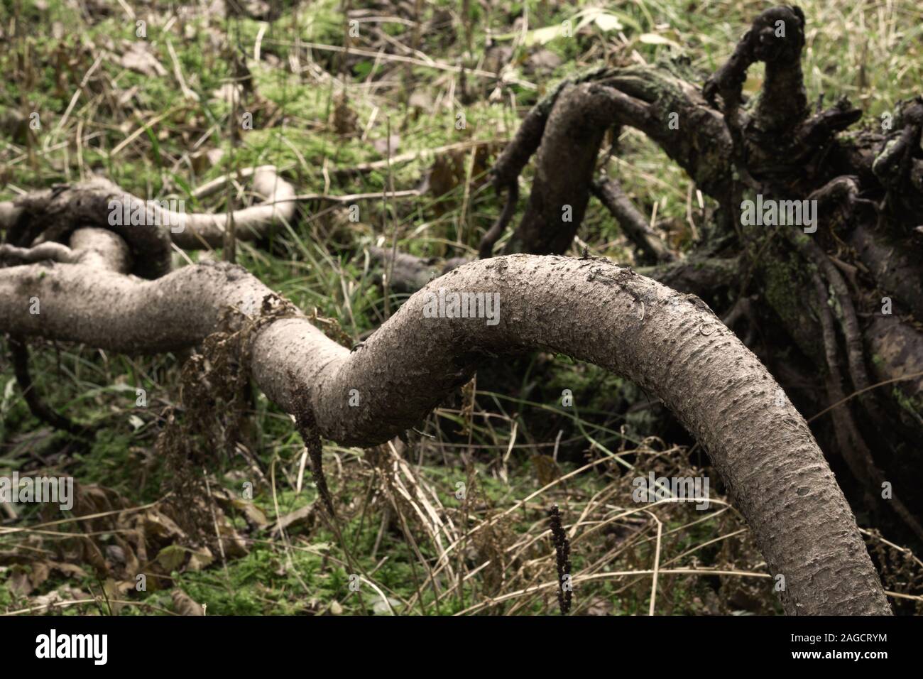 Lunga e curva tree root sul suolo della foresta Foto Stock