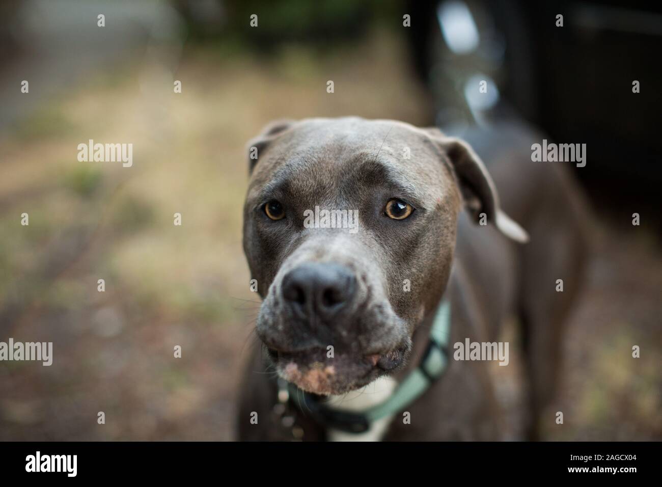 Colpo di closeup di un cane marrone del terrier del toro dello Staffordshire sopra uno sfondo sfocato Foto Stock