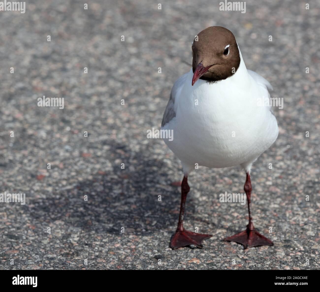 A testa nera gabbiano Foto Stock