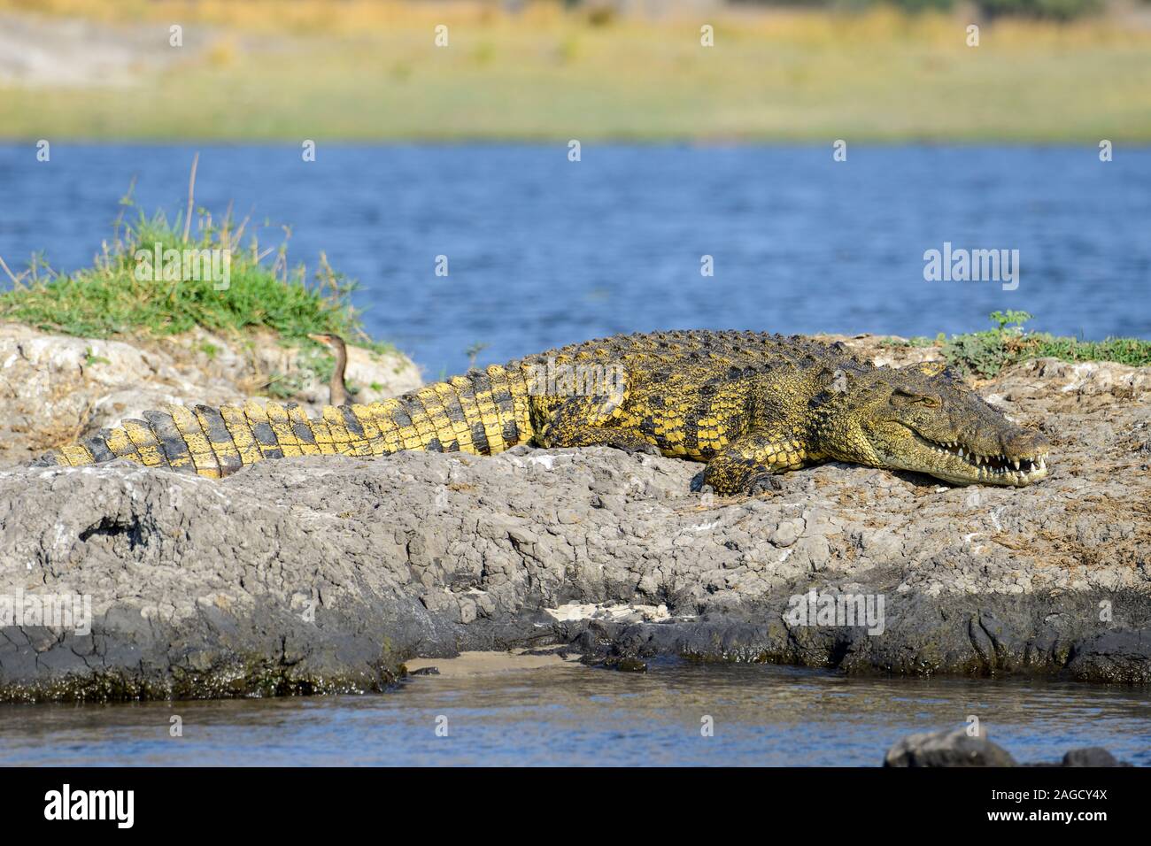 Coccodrillo del Nilo (Crocodylus niloticus) giacente sulla roccia nel fiume Chobe nel Chobe National Park, Botswana, Sud Africa Foto Stock