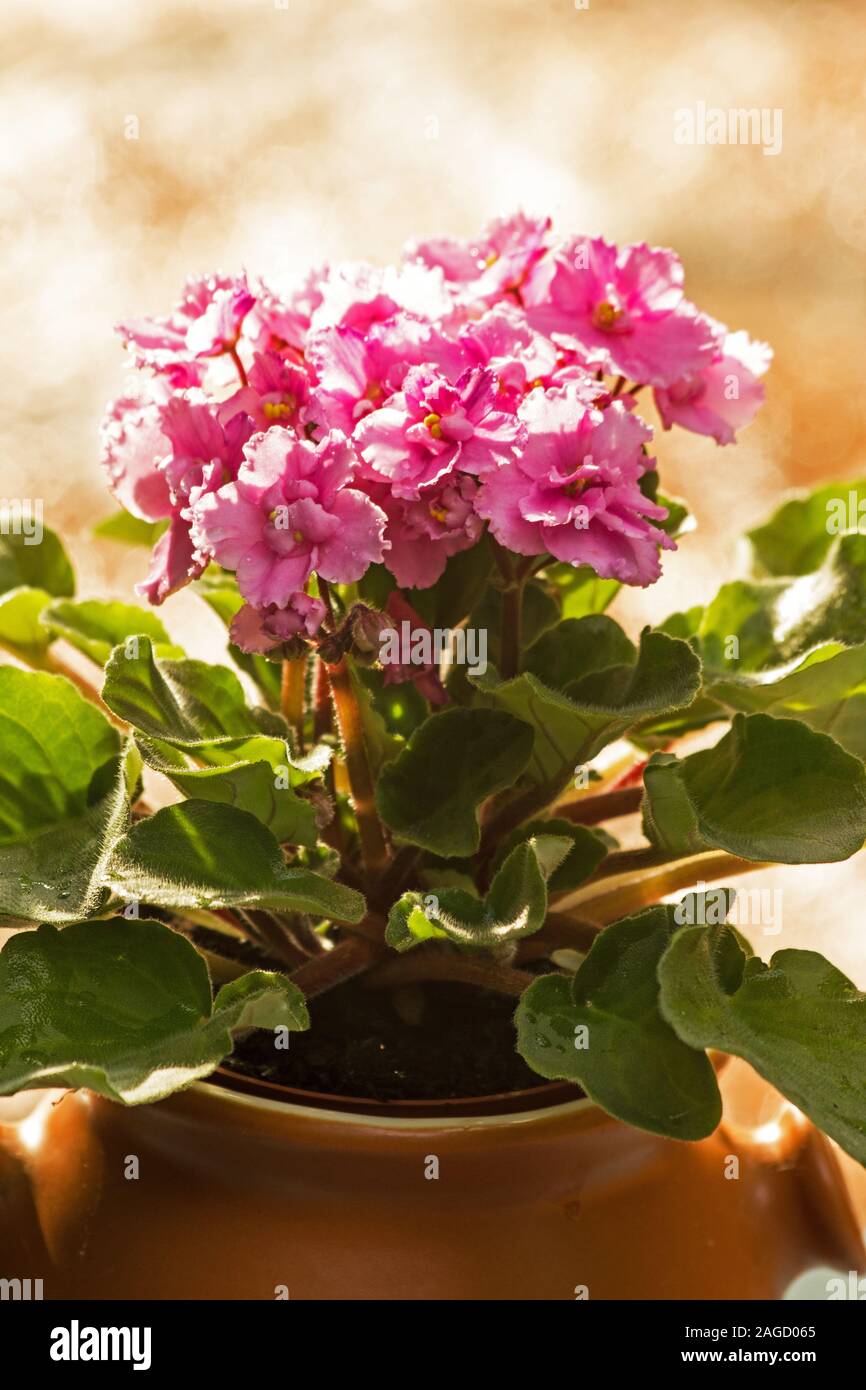 Violetta africana Foto Stock