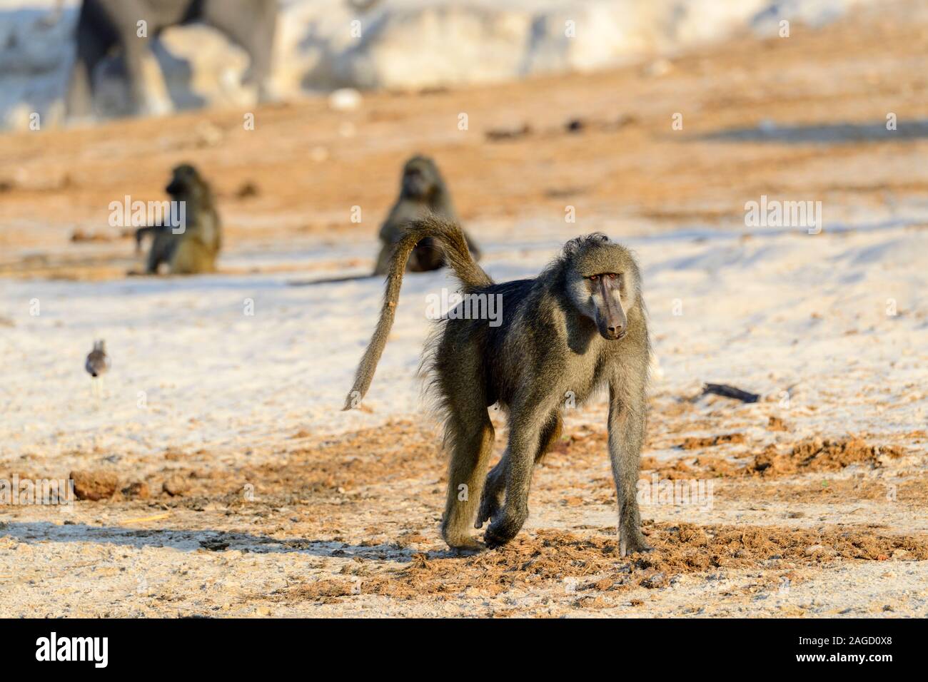 Femmina di babbuino chacma (Papio ursinus) camminando lungo la riva del fiume Chobe nel Chobe National Park, Botswana, Sud Africa Foto Stock