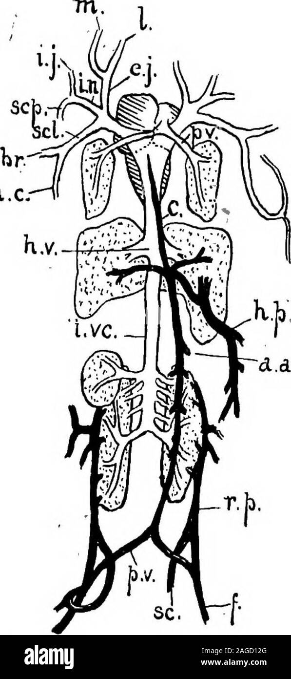. Contorni di zoologia. Fig. 320.-sistema arterioso di rana. £ i lingua; c carotide, ; j., sistemico ; cm., cutanea ; /., pulmon-ary ; V,, occipito-vertebrali; br.^; brachiale c.w., cceliaco-mesenterico ; r., insufficienza renale ; //., iliacs comune ; A., emorroidario. le arterie più lento nelle vene, più lenta nel thecapillaries o rami sottili che collegano le arterie eil vene. I globuli rossi sono spazzate lungo più rapidamente,e sono spesso deformato dalla pressione; leucociti tendono a sistema arterioso. 593 di attaccarsi alle pareti dei capillari e può anzi li passthrough (diapedesis). Il Foto Stock