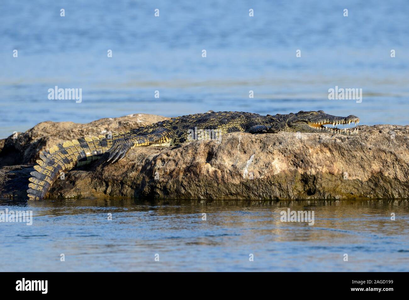 Coccodrillo del Nilo (Crocodylus niloticus) giacente sulla roccia nel fiume Chobe nel Chobe National Park, Botswana, Sud Africa Foto Stock