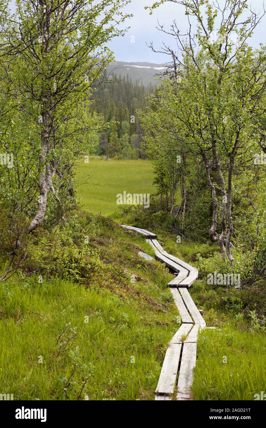 Percorso a piedi da Stora Blåsjön verso Korallgrottan (Grotta dei Coralli) vicino a Wilderness Road (Vildmarksvägen), Svezia Foto Stock