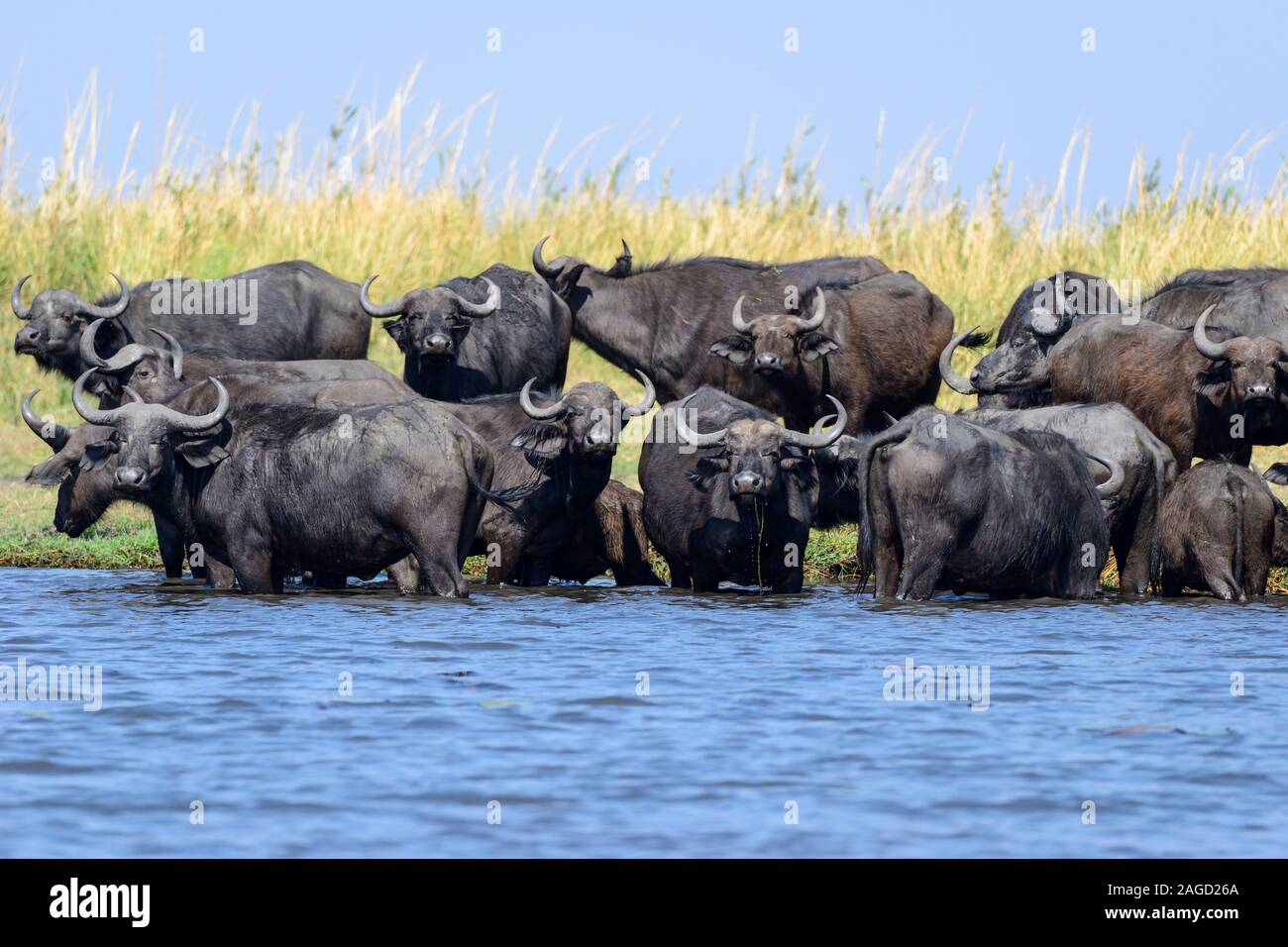 Grande mandria di bufali africani (syncerus caffer) permanente al bordo e circa per attraversare il fiume Chobe nel Chobe National Park, Botswana, Sud Africa Foto Stock