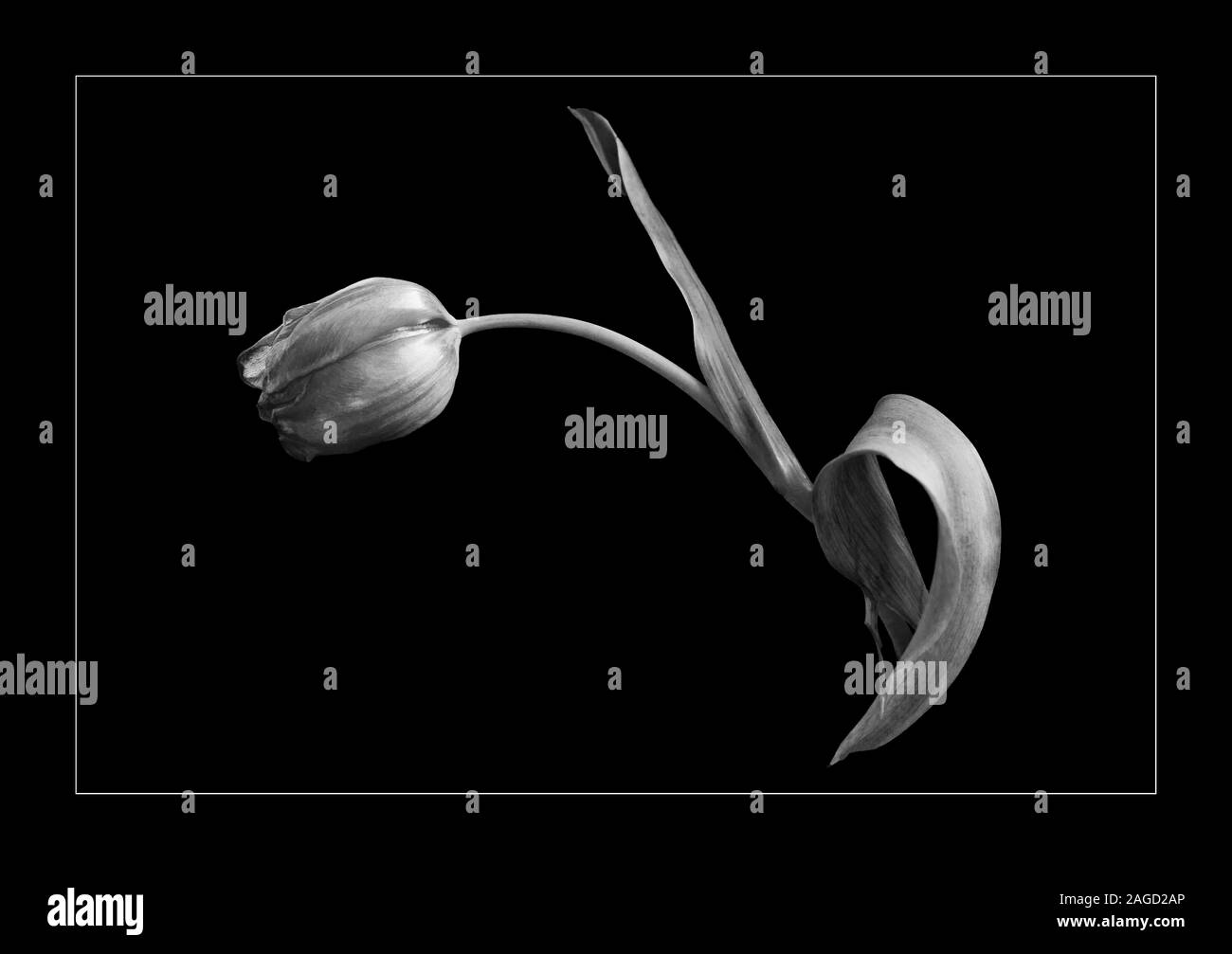 Vista in scala di grigi di un tulipano con foglie lunghe su a. sfondo nero Foto Stock