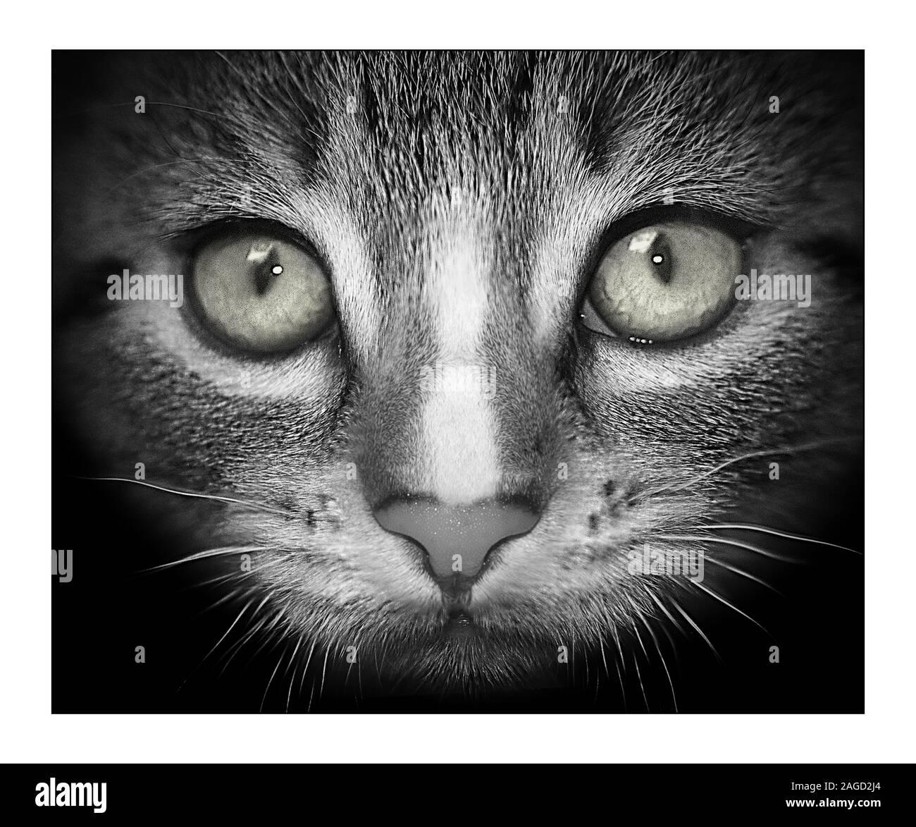 Immagine in scala di grigi del closeup di un gattino con gli occhi spalancati e. uno sfondo nero Foto Stock