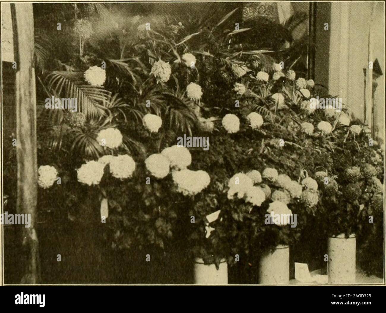 . Il fiorista americana : un giornale settimanale per il commercio. ollows: Gruppo di crisantemi e fo-liage piante, 75 piedi quadrati.-A. Colgate(Geo. Reid, giardiniere), primo; Wm. Run-kle (D. Giardiniere Kindsgrab), secondo. Visualizzazione delle orchidee con felci andfoliage impianti per effetto, 35 piedi quadrati.-Wm. Barr (A. W. GodweU giardiniere),prima. Unico orchid in fiore.-Wm. Barr,flrst; N. Bradley (R. Carruthers gar-dener), secondo. Dodici crisantemi, quattro vari-eties, 6 pollici pentole.-J. Crosby Brown(Peter Duff giardiniere), primo; A. C.Van Gassbeeck (W. Bennett giardiniere),secondo. Sei piante, unico stelo.-J. CrosbyBrown Foto Stock