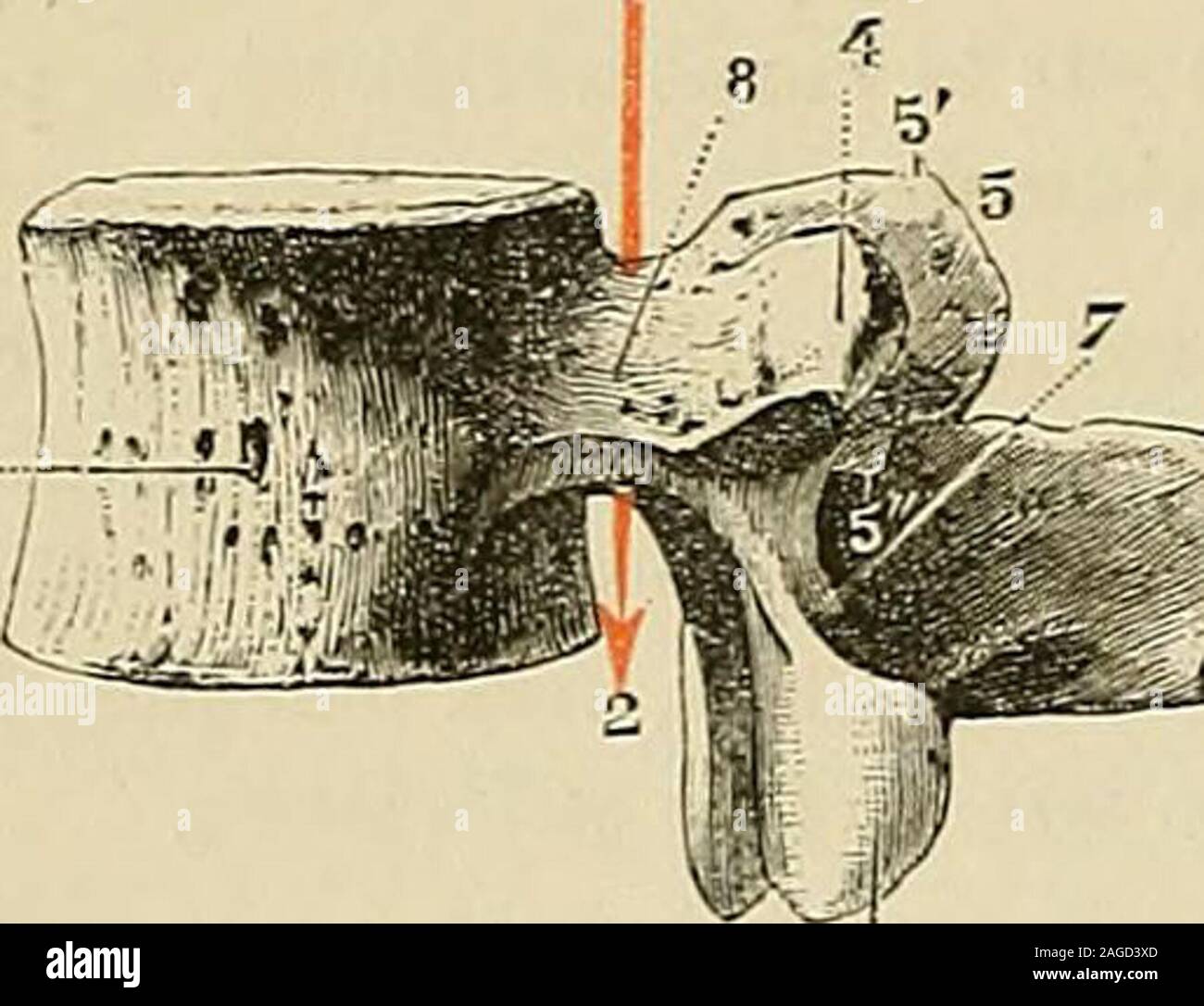 . Traité d'anatomie humaine : anatomie descrittivo, histologie, développement. Fig. 26. Vertèbre lombaire, vue den haut trou. - 3, apophyse épineuse. - 4, unità organizzativa apophysetransverse costiibrnie. - 5, apophses articulaires supérieuresavec : 5, tubercule mamillaire ; 0, tubercule accessoire. -6, apophyses articulaires inférieures. - 7, zoppo. - S, pédicule. 1, corps. ANATOMIE humaine. - T. I.. 30 OSTEOLOGIE sacrum : sur les cinquième et quatrième vertèbres lombaires, il nido bien souvent représenté que par de simples rugosités. ; 5 f. Les lames sont quadrilatères, comme  5 pour les vertèbres dorsale Foto Stock