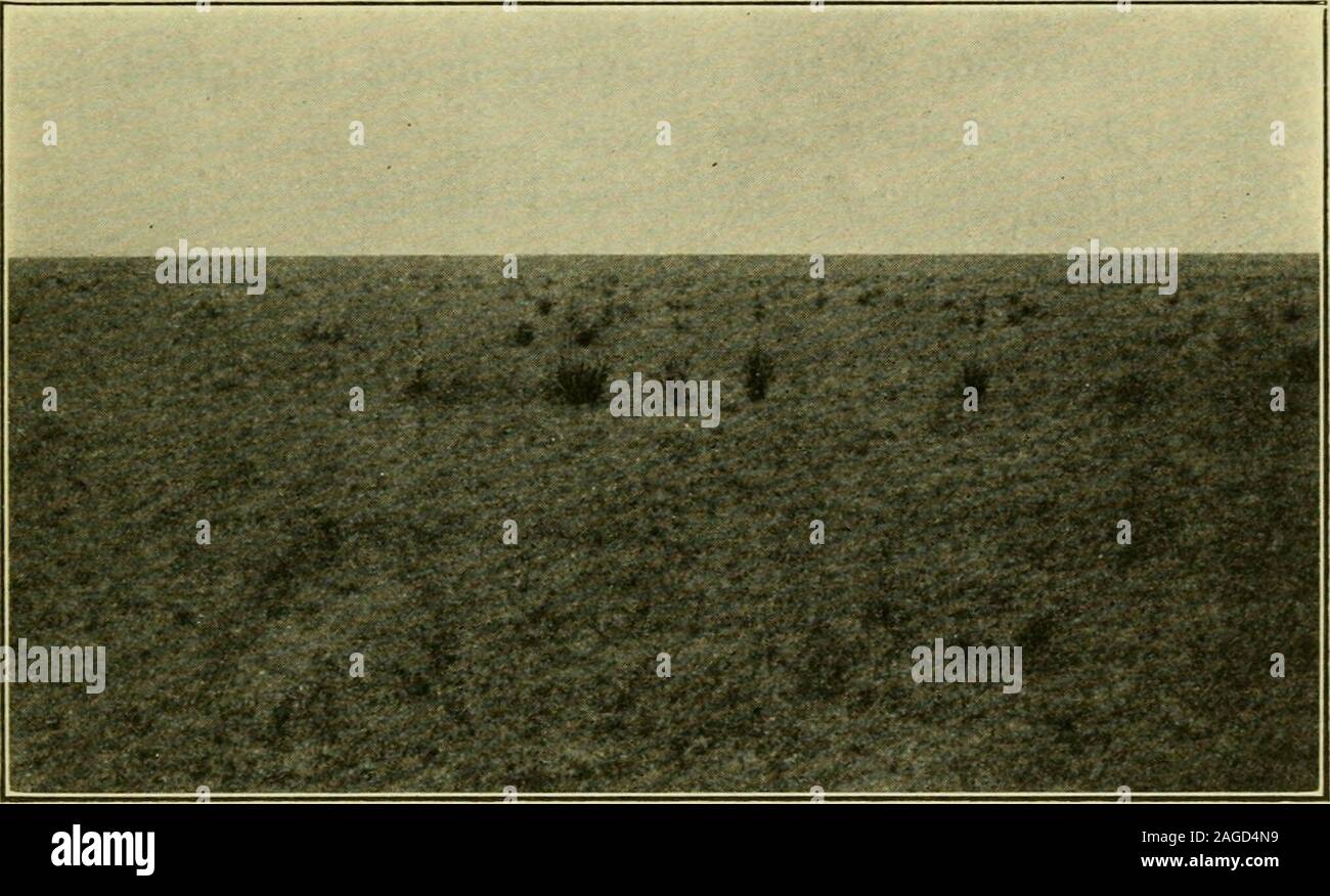 . La geografia del Texas, fisico e politico. Live-Oak Motte a ovest di Austin della pianura, insieme con il più o meno arida vegeta-zione del LoAver Rio Grande Regione. Il legname che si trova nella costa di prateria regionof Texas orientale, lungo i torrenti e nei boschetti isolati,è prevalentemente pioppi neri americani, Willow, olmo, hackberry, sycamore,Cenere, acqua rovere, rovere pin, post oak, qualche quercia rossa, e cedro,e, nella parte occidentale della zona, pecan e mesquite.crescite densa di vigne, rattan, la quercia di veleno e la vite hanno spesso loro stessi avvolti circa gli alberi, form-ing una rete non percorribile. La spre Foto Stock