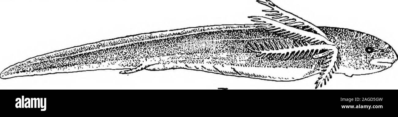 . Contorni di zoologia. Fig. 310.-larva di Proiopterus.-Dopo Budgett.Ad esempio, Esterno branchie ; Pc, pinna pettorale; pv., pelvico fin. bruchi, anfibi, ecc.). Inoltre, alcuni dei muscoli arereplaced da grasso e altri subiscono una patologica degenera granulare tion (cfr lampreda). In una certa misura, pertanto il dormantanimal vive sulla propria coda. È probabile che i leucociti aiuto in theabsorption e trasporto dei muscoli degenerati (cfr girini); LEPIDOSIREN. 577 Queste capsule, con la terra circostante, sono state spesso transportedfrom Africa al Nord Europa senza inj Foto Stock