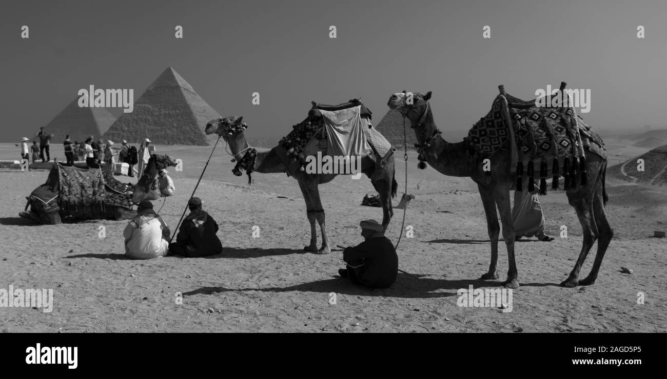 Novembre 2019, Il Cairo Egitto, Cammello di fronte a grandi piramidi di Giza, Cairo, con turisti Foto Stock