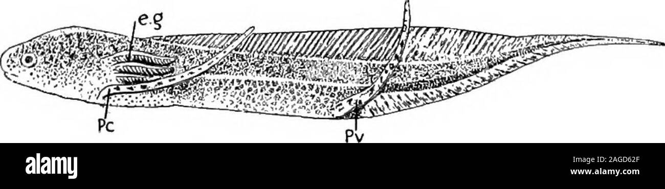 . Contorni di zoologia. Fig. 309.-regione capo oi Protopterus.-Da W. N. Parker. SN.MI.. Tubi sensoriale ; //. linea laterale e.br.Ho branchie esterne ; pel.,pinna pettorale ; op., opercolo. verso l'interno in un corto tubo) per le narici, e di là per i polmoni.Il nutrimento sembra essere derivato da un negozio di grasso depositedin il tessuto linfoide circa gli organi riproduttivi e i reni,e fra i muscoli laterali della coda (cK corpi grassi a. Fig. 310.-larva di Proiopterus.-Dopo Budgett.Ad esempio, Esterno branchie ; Pc, pinna pettorale; pv., pelvico fin. bruchi, anfibi, ecc.). Inoltre, alcuni di Foto Stock