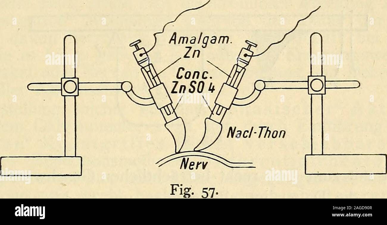 . Die Elektrizität in der Medizin und Biologie : eine zusammenfassende Darstellung für Mediziner, Naturforscher und Techniker. Elektrizitätsausgleiche RSU. recht geringfügig. Erst rechtgilt muore für die Intensität der "bioelektrischen Ströme, da ja nach dem Ohm sehen Gesetz i =: - und w, der Widerstand speziell der lebendigen Gebilde selbst ein im allgemeine ausserordentlich hoher, nach Hunderten und Tausenden Ohm zählender ist; es somit kommen Zehntausendstel bis Milliontel Ampere für ho heraus. Dementsprechend sind nur die empfindlichsten Strom- und Spannungs-zeiger für bioelektrische Beobac Foto Stock