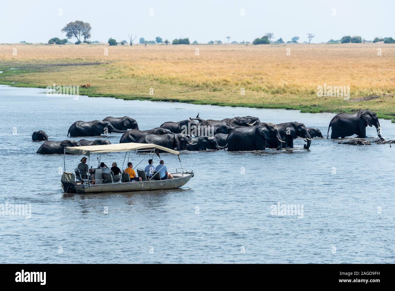 Imbarcazione turistica fotografare la mandria dell'elefante africano (Loxodonta africana) Attraversamento fiume Chobe nel Chobe National Park, Botswana, Sud Africa Foto Stock