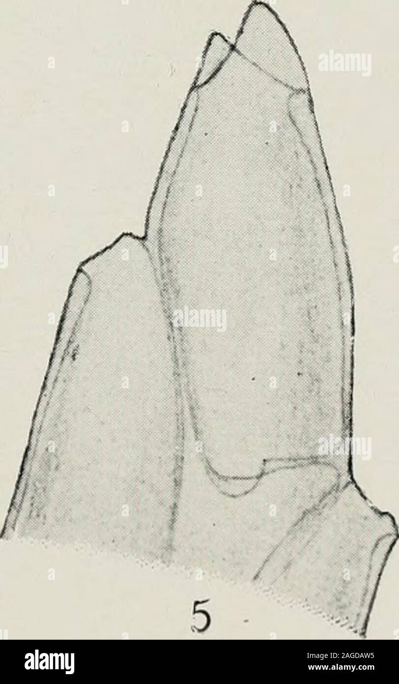 . Museo Bergens årbok. Erklarung der Abbildungen un Tafel il Fig. 1 ist in 10-facher, Fig. 2 in 16-facher Vergrosserung. Die Figuren3 und 4 sind etwa 300 mal, die Figuren 5, 6 und 7 33 mal vergrossert. Fig. 1. CORYMORPHA sp. " 2. Eine Blastostyl derselben. G = Gonoforen. " 3. Eine Gonofore derselben in optischer Långsschnitt, miglior vergrossert. Ent = Entoderm, Ek = Ektoderm." 4. Quersclmitte einer Gonoforen derselben. g = anfangende Gallert- bildung." 5. Thiijaria ihuja (lin.). Ein Zweigspitz von der Flåche gesehen." 6. Eine Zweigspitz derselben von der Seite gesehen." 7. Hydrothekoffnung w Foto Stock