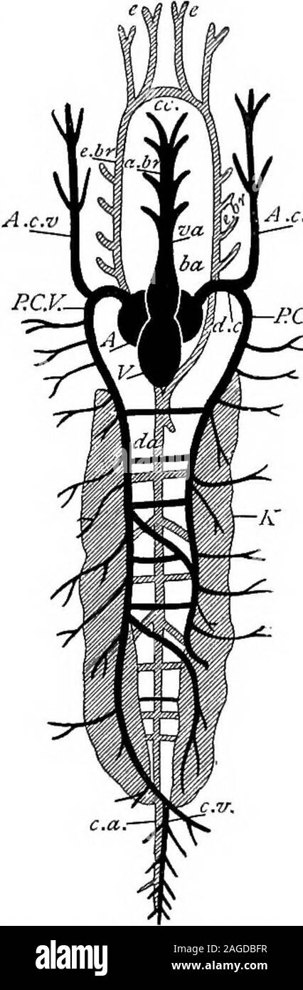 . Contorni di zoologia. iorlya grande rete vascolare orrete mirabile, che receivesblood dal arteryand mesenterica restituisce il sangue alla portalvein. Sistema circolatorio.-l'heartlies entro una camera pericardica,separati da un setto di separazione dalla cavità addominale. Il bloodfrom il corpo e il fegato entra theheart dal seno venoso, passa nellapompa d a parete sottile, oreillette andthence al ventricolo muscolare.dal ventricolo è azionata upthe aorta ventrale, la base di whichforms un bianco non - contractilebulbus arterioso. L'aorta ventrale dà off, oneach lato, quattro branchialvesse afferenti Foto Stock
