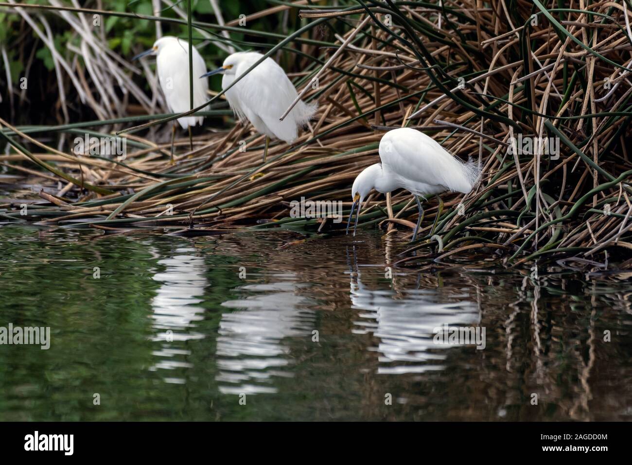 Snowy White garzette tutti arroccato lungo la stessa linea costiera della laguna con uccello davanti raggiungendo in acqua per un potenziale cibo. Foto Stock